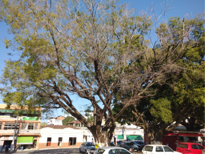 Comunicado Oficial referente a supressão da àrvore Praça Guarurama